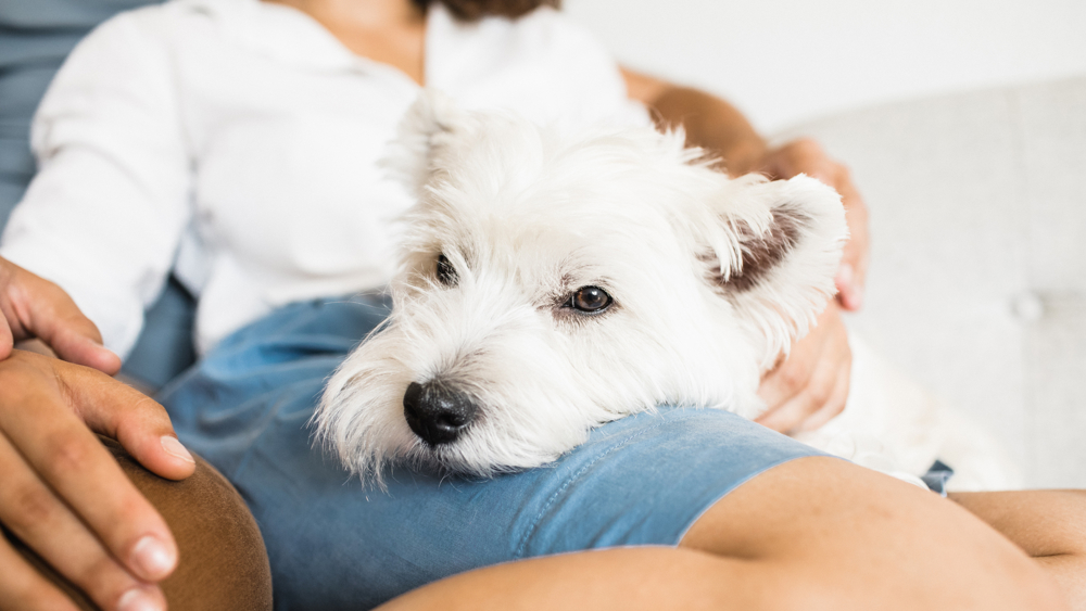 Dog's paw being held by photographer