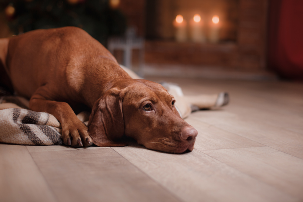 Dog relaxing on a blanket in house