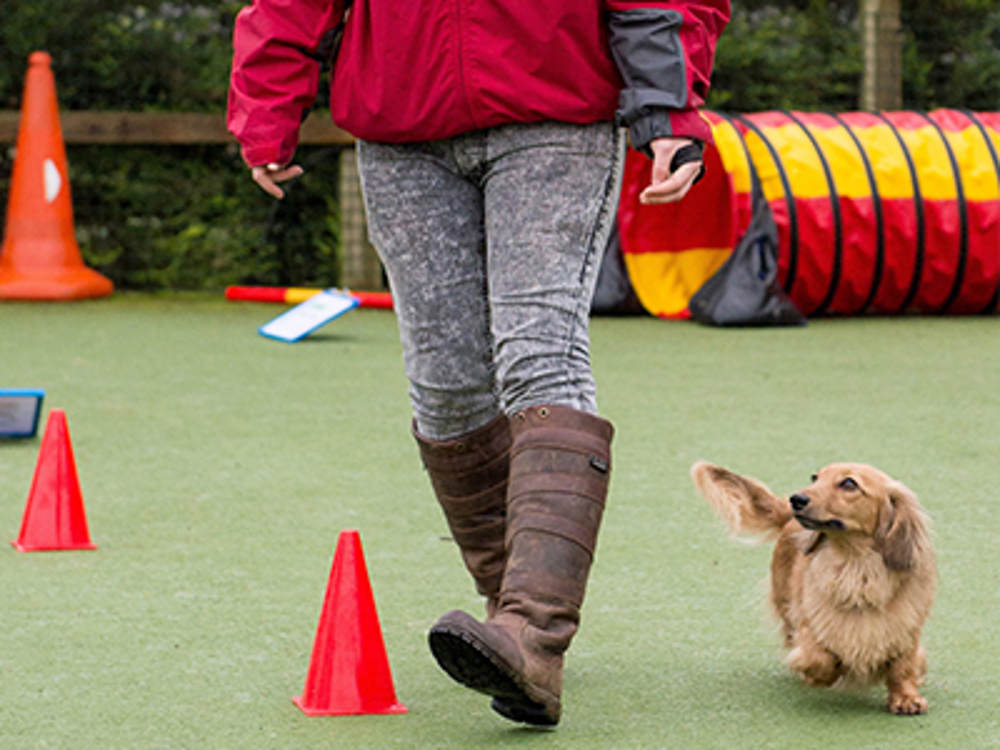 Dog walking along beside owner