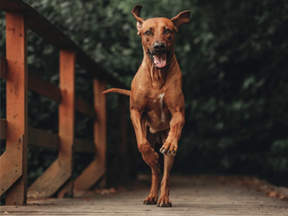 Dog running