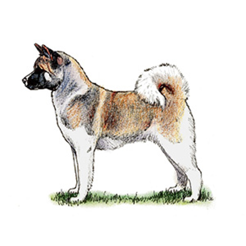 Akita illustration