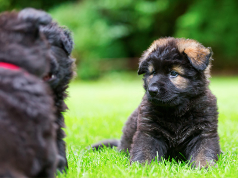 Puppies sat together on grass