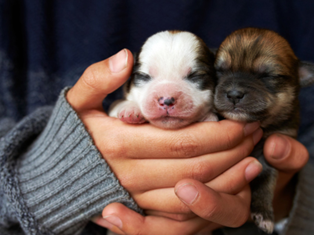 Puppies in hands