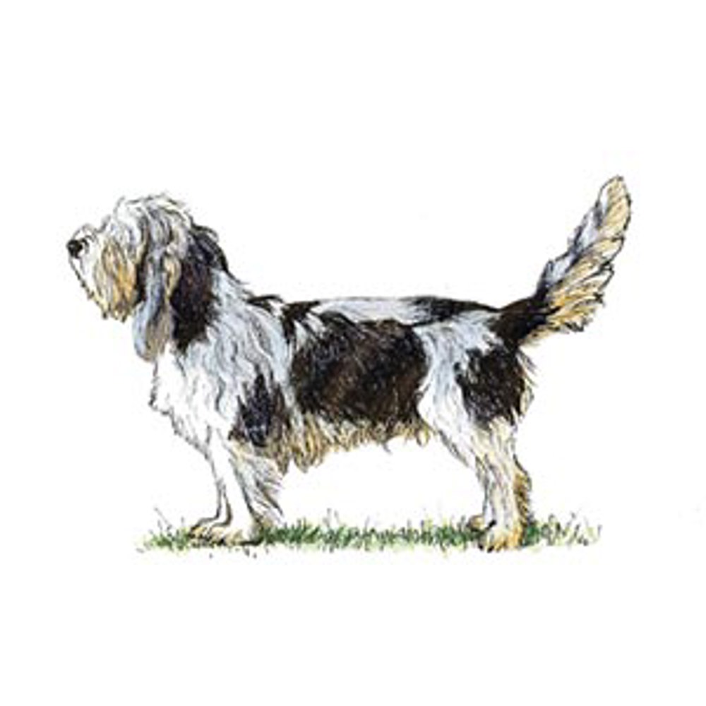 Basset Griffon Vendeen (Grand) illustration