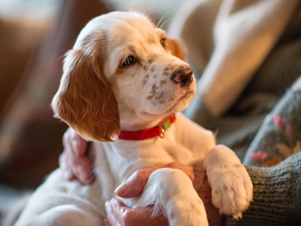 Brown and white puppy looking at own with a frown