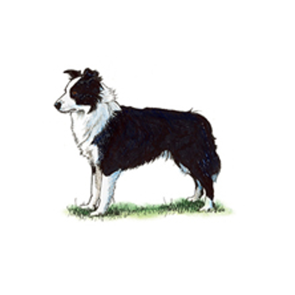 Border Collie illustration