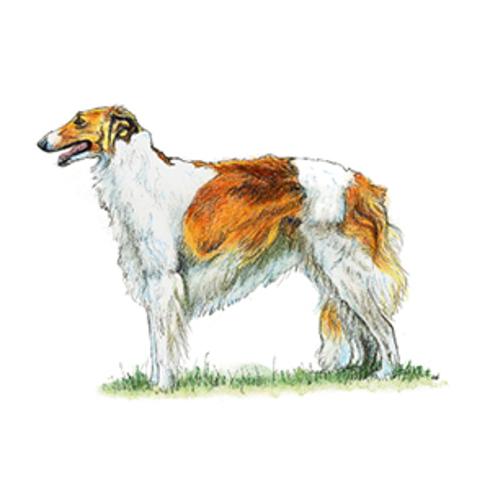 Borzoi illustration