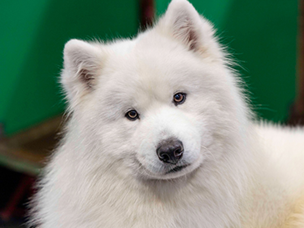 Samoyed looking at camera