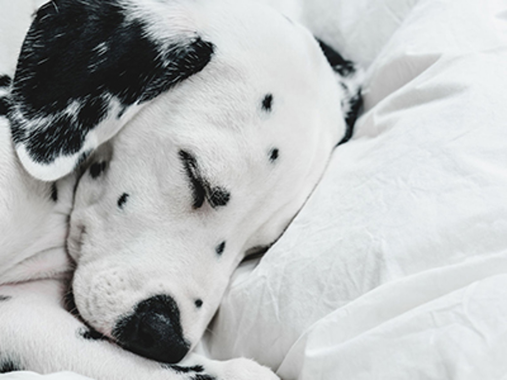 Dalmatian asleep