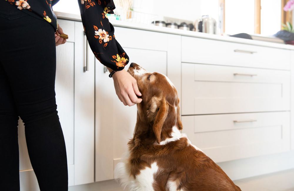 Dog sat in kitchen waiting for treat