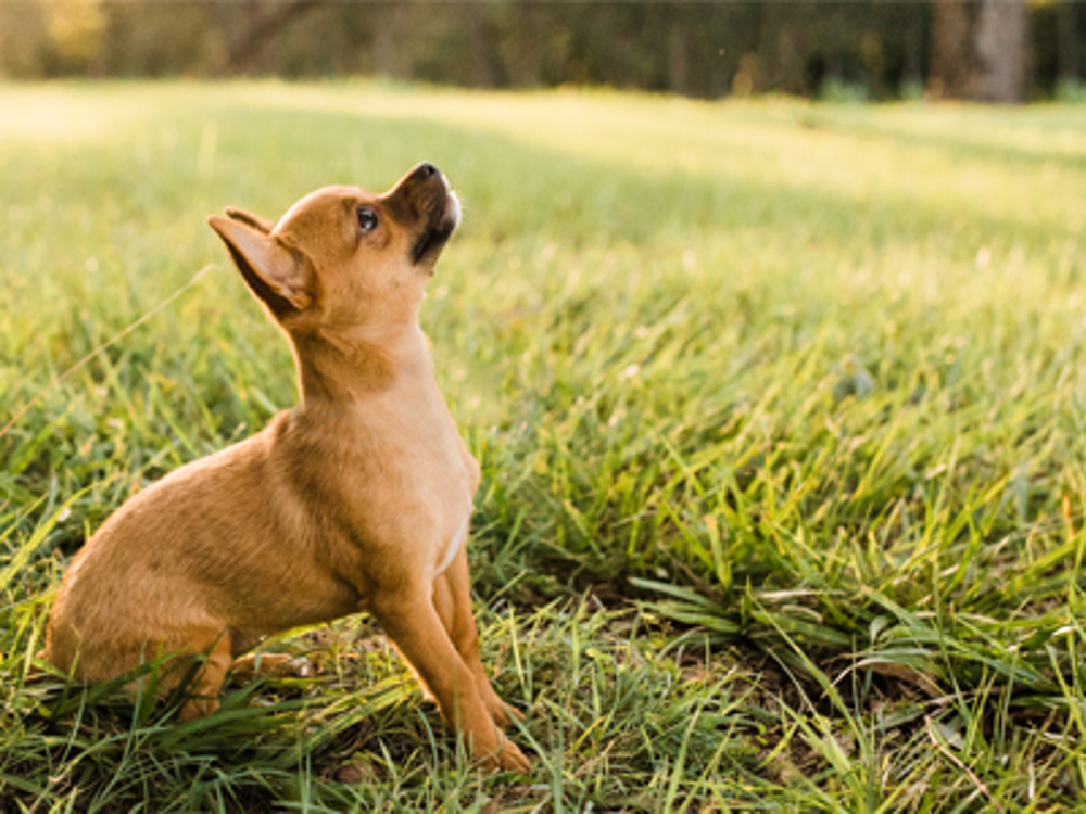 Dog sat in grass field 