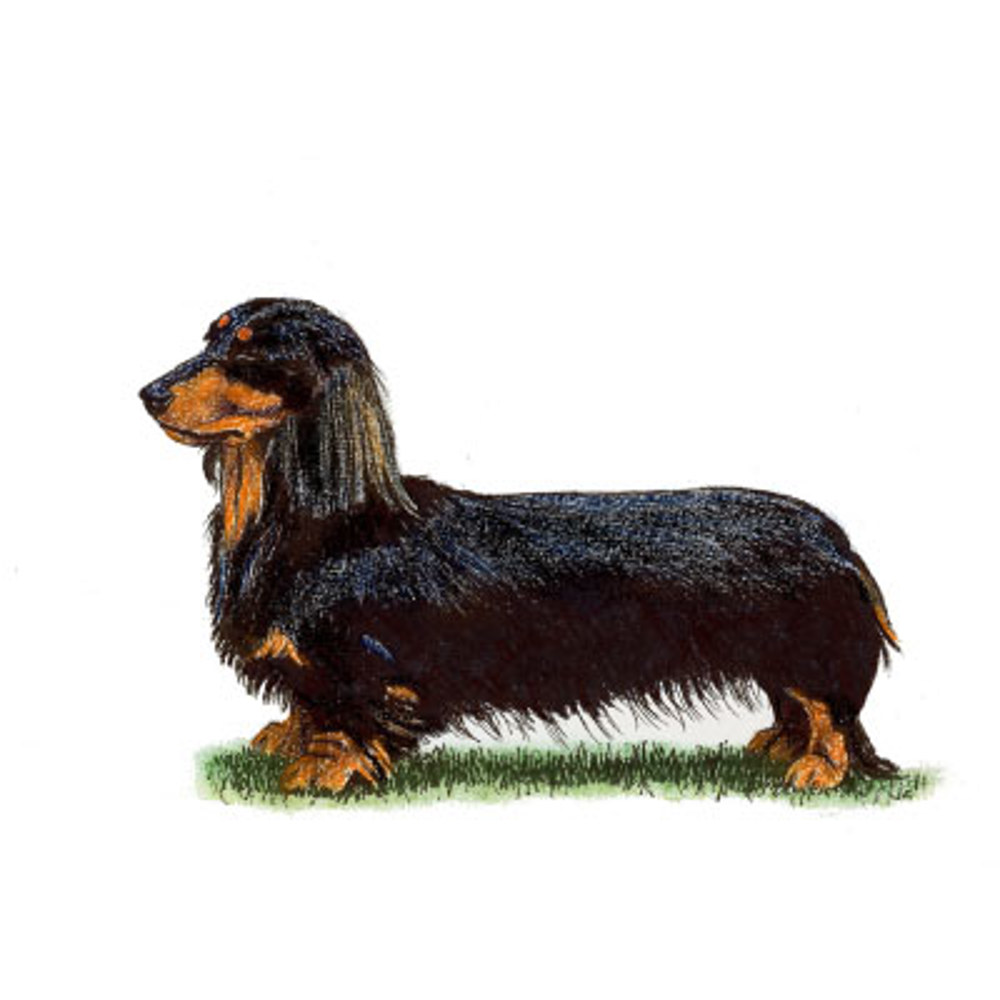 Dachshund (Miniature Long Haired) illustration