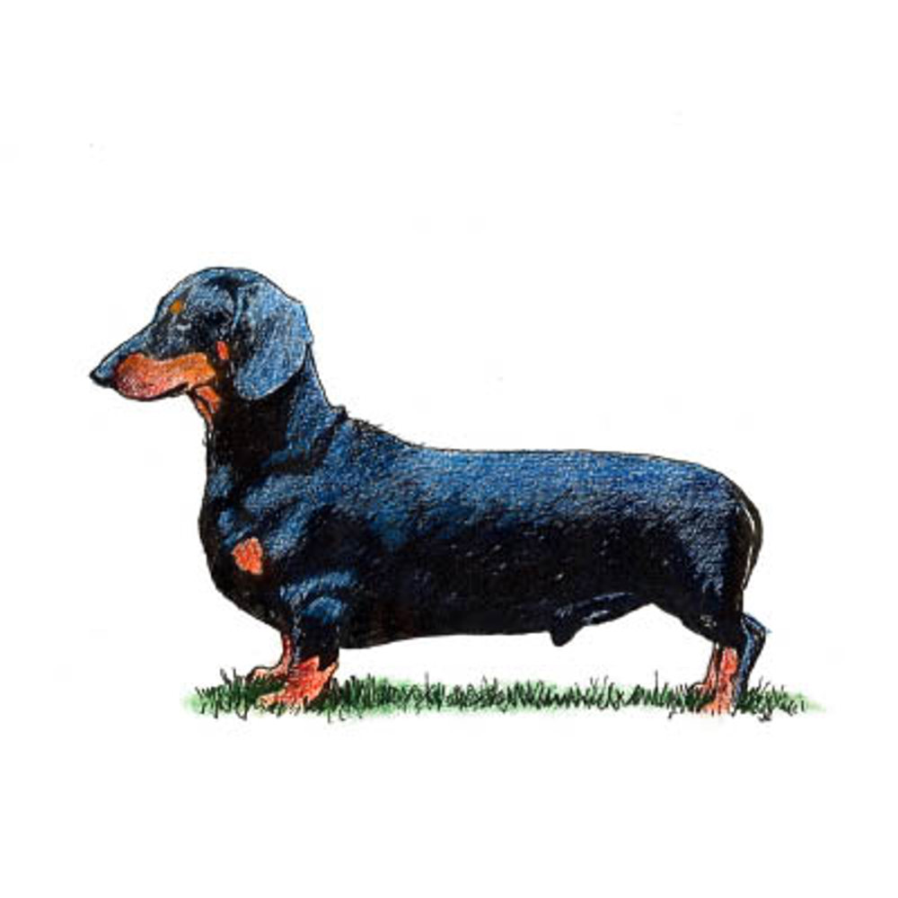 Dachshund (Smooth Haired) illustration