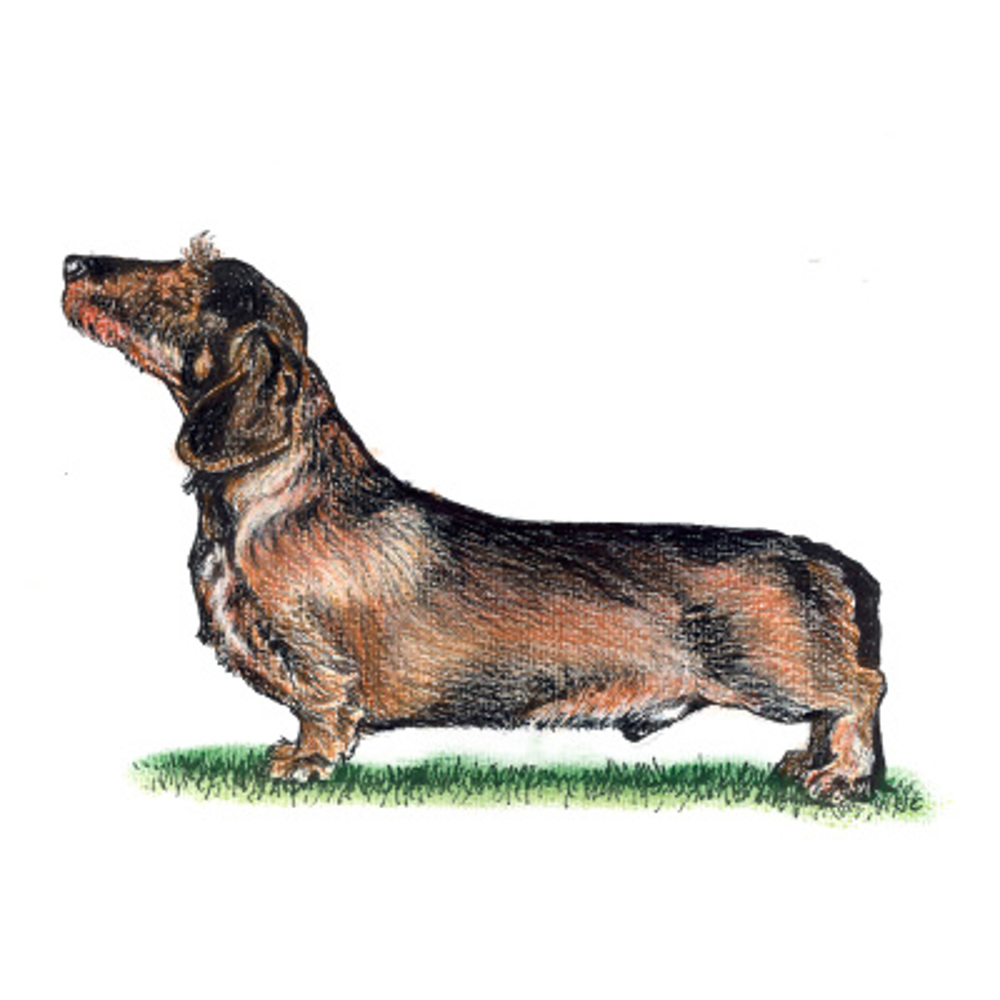 Dachshund (Wire Haired) illustration