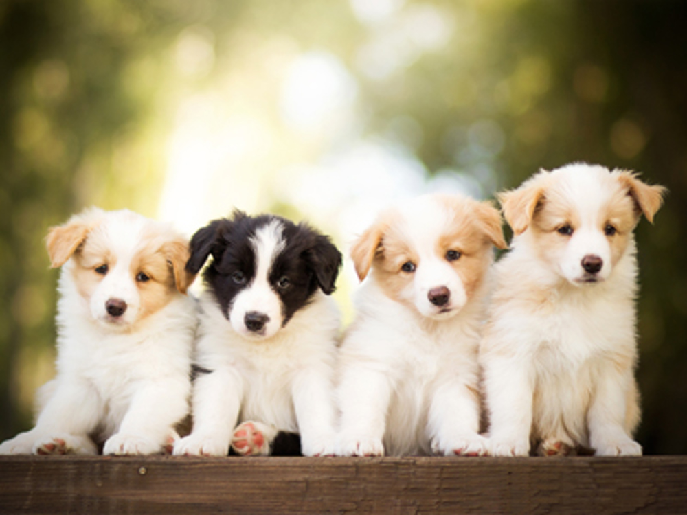 Puppies sat in a line together