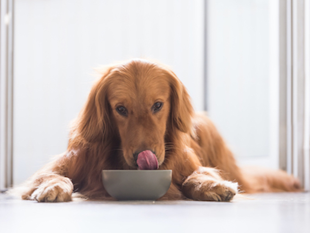 Dog eating from a bowl