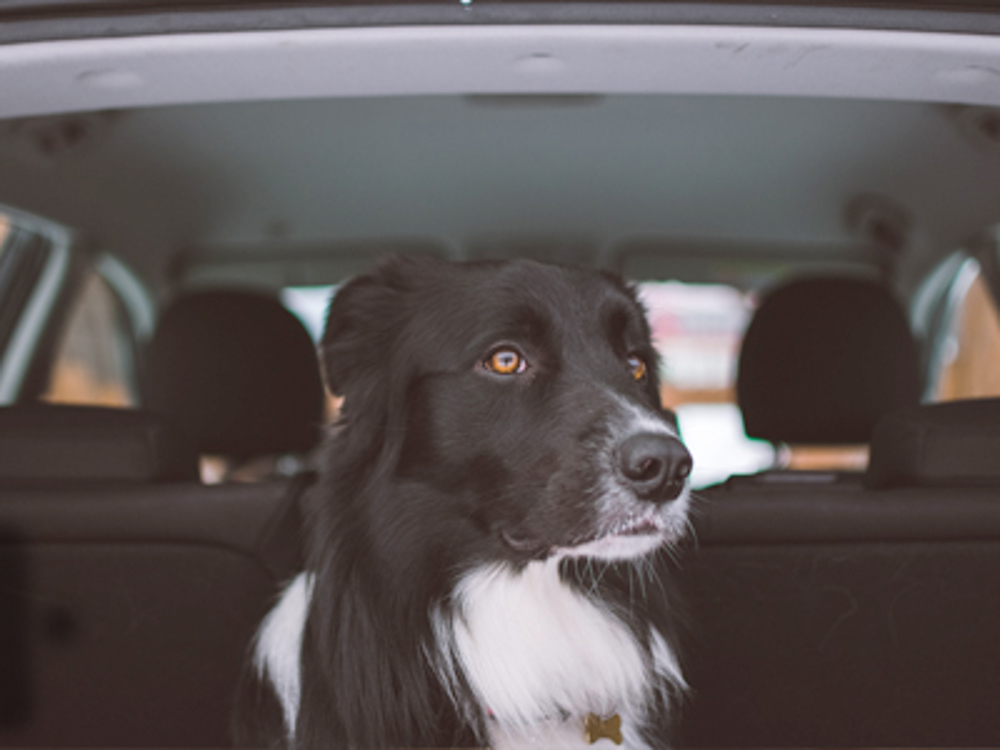 Border Collie sat in car