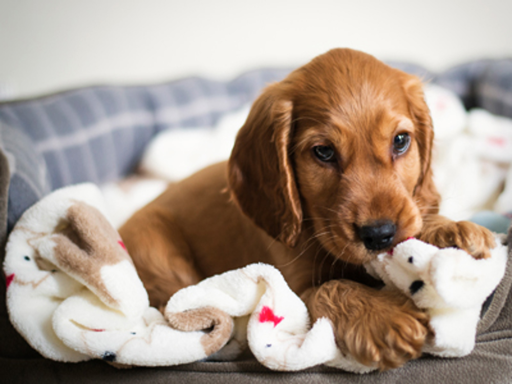 Brown spaniel laying on blanket chewing its toy.