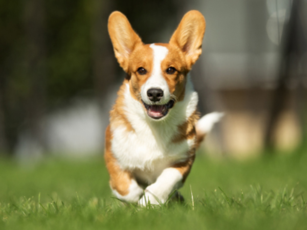 Corgi running in a field