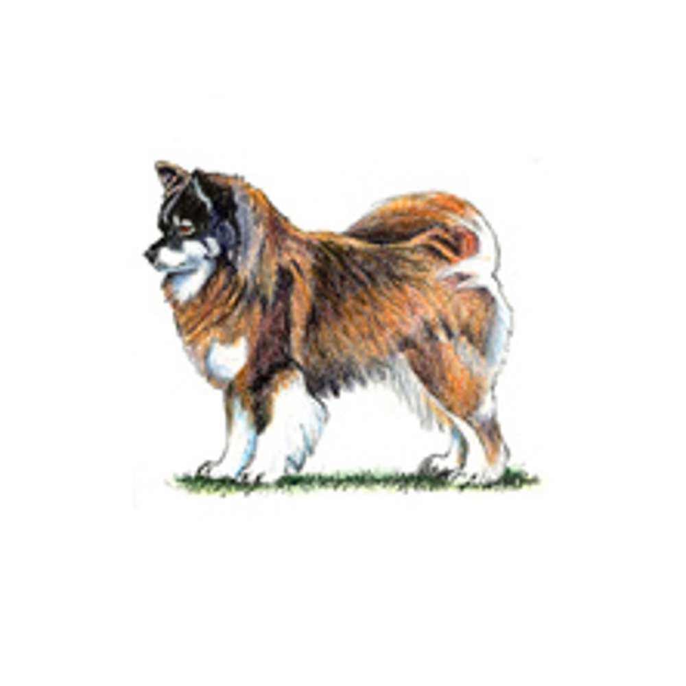 Finnish Lapphund illustration