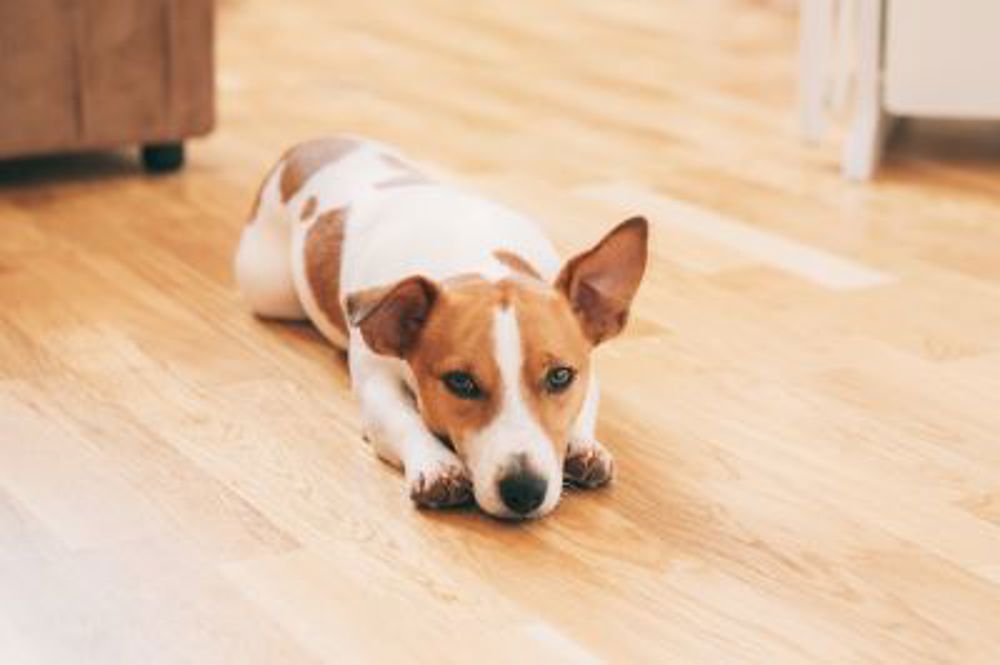 Dog laying on floor in house