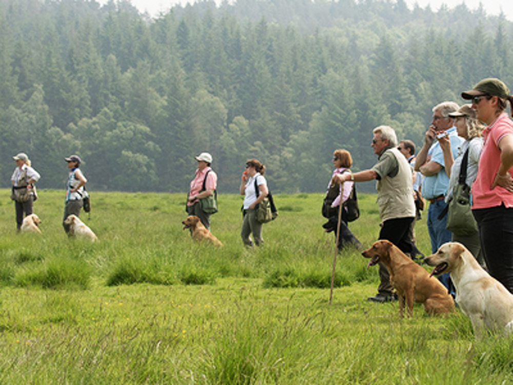 Labradors sat in a row with owners stood watching