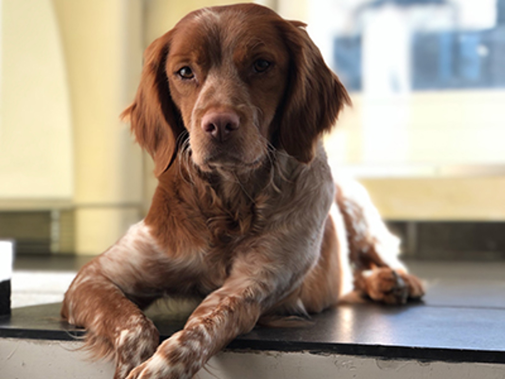 Dog laying on floor