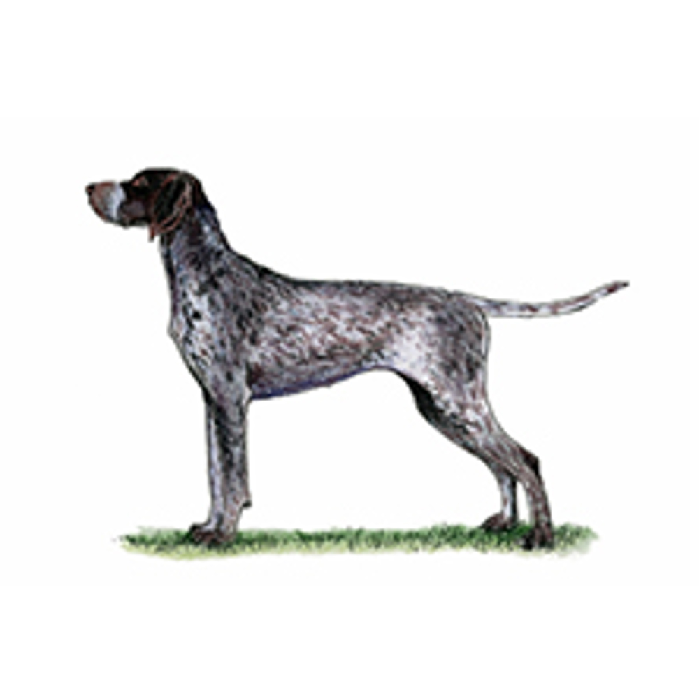 German Shorthaired Pointer illustration