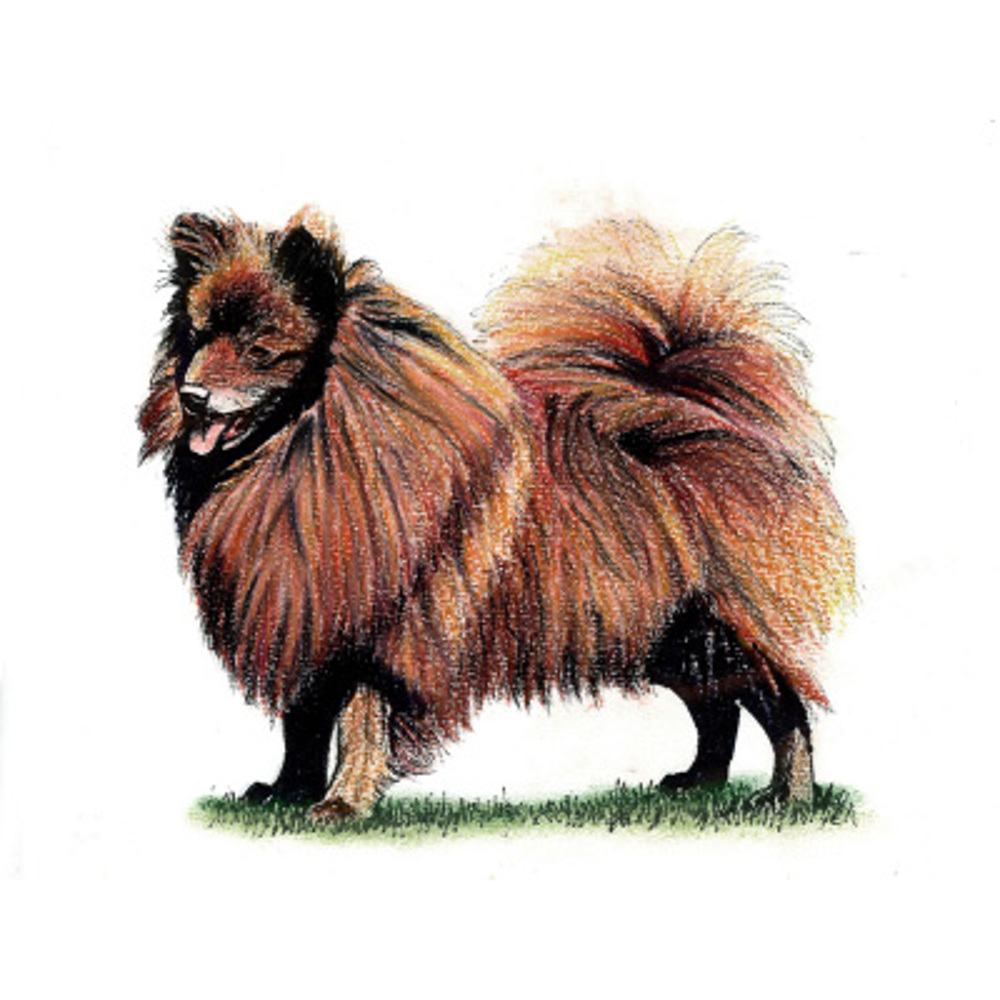 German Spitz (Mittel) illustration