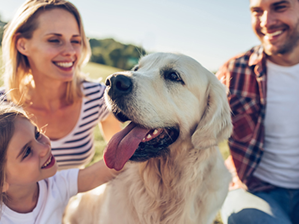 Labrador looking happy with happy family looking at him