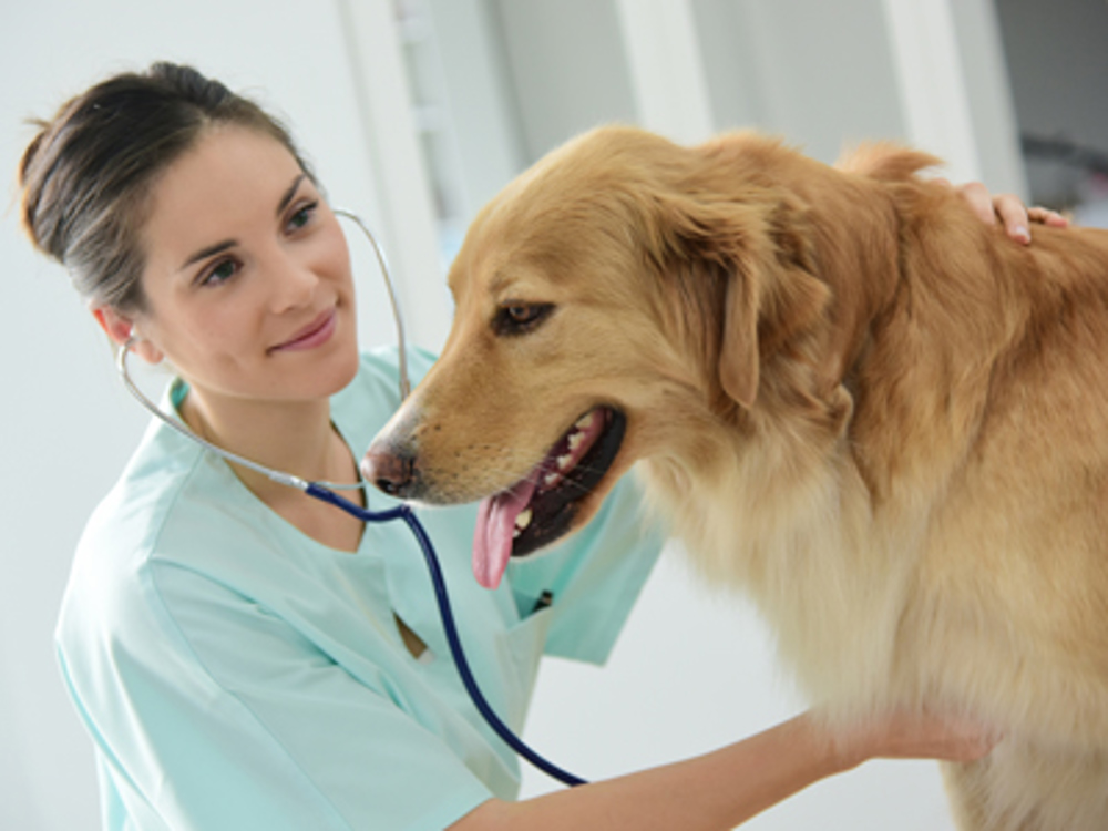 Golden Retriever at the vets