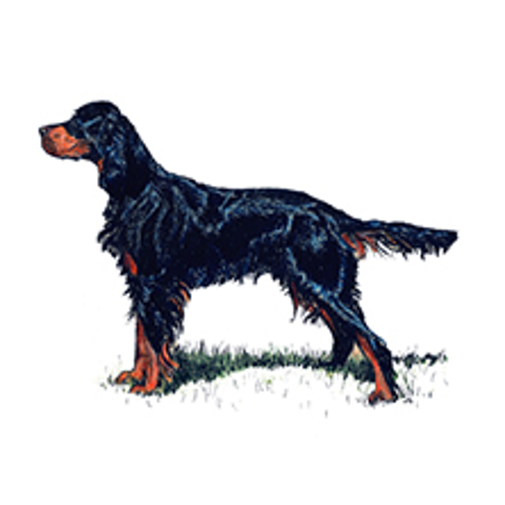 Gordon Setter illustration