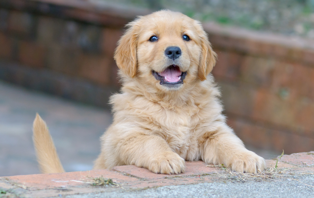 Lady sat on the sofa while puppy walks towards camera