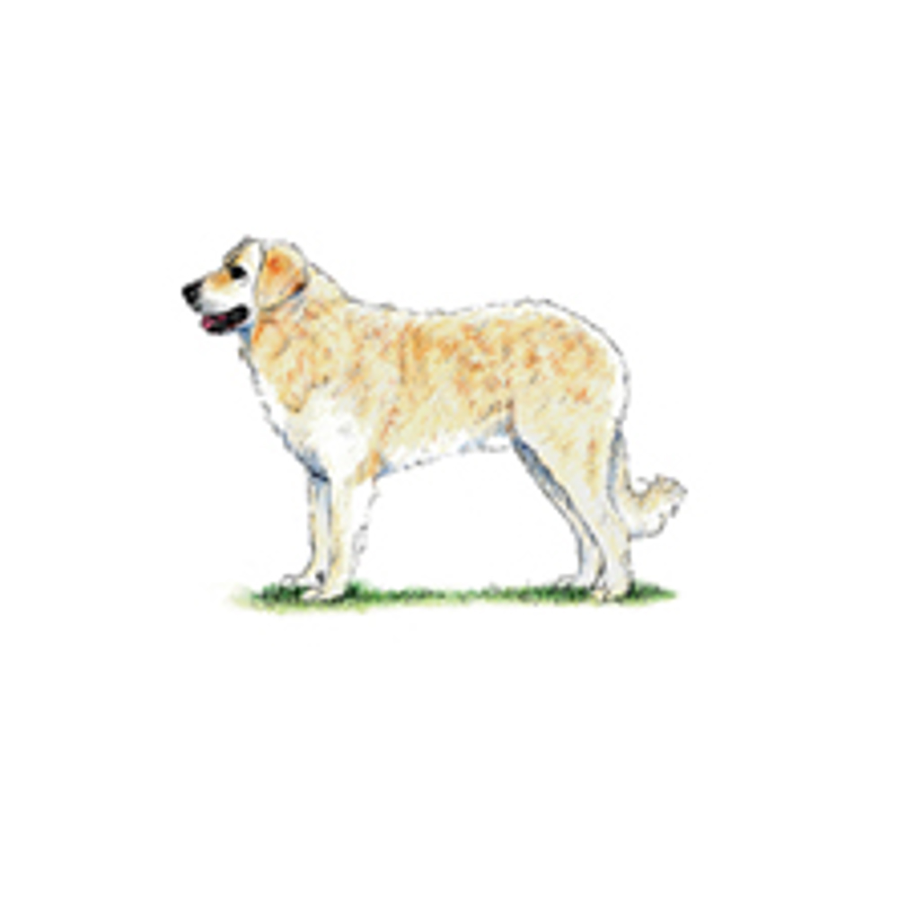 Hungarian Kuvasz illustration