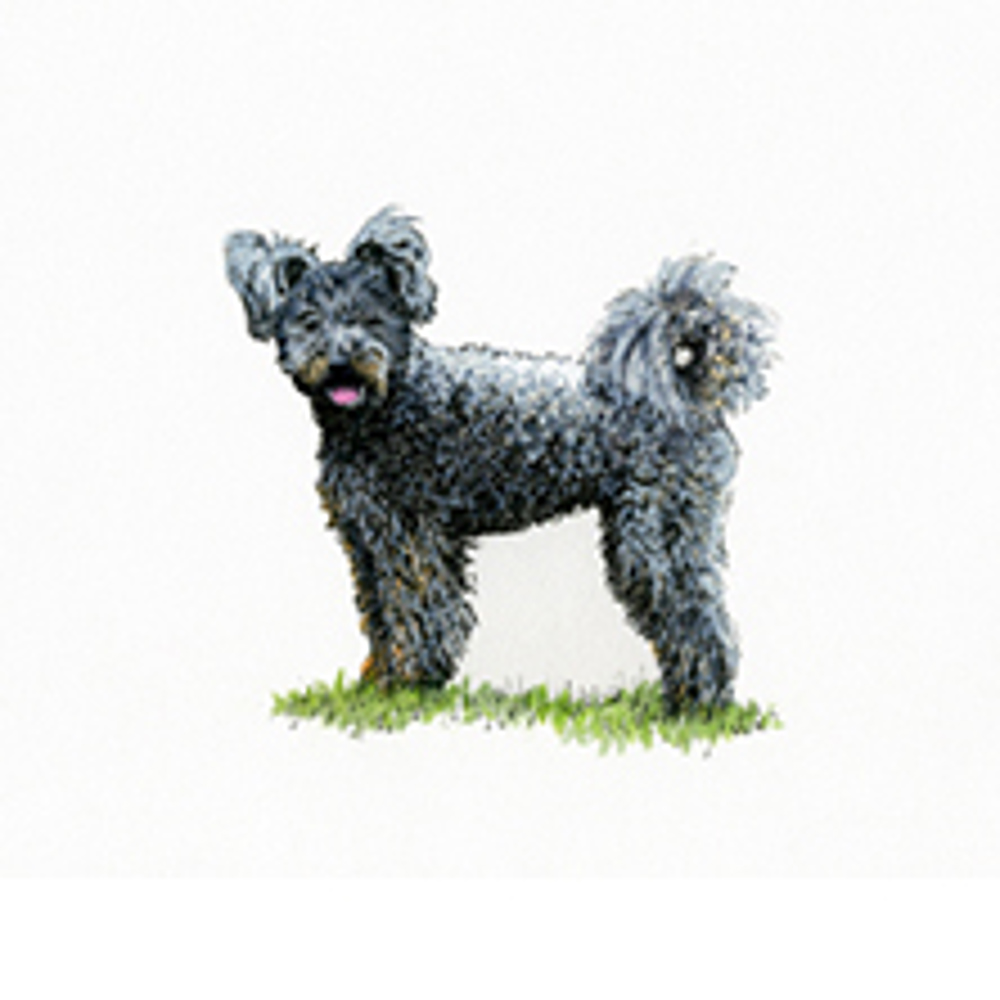 Hungarian Pumi illustration