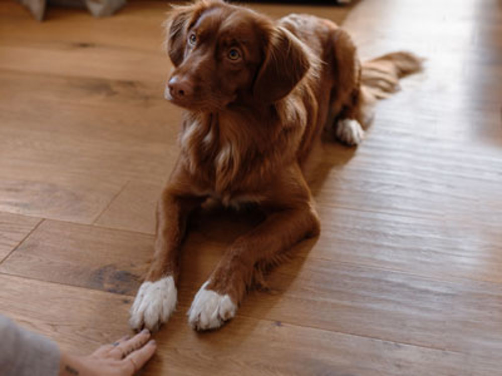 Dog laying down