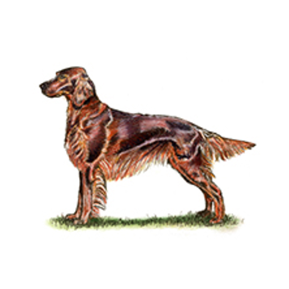 Irish Setter illustration