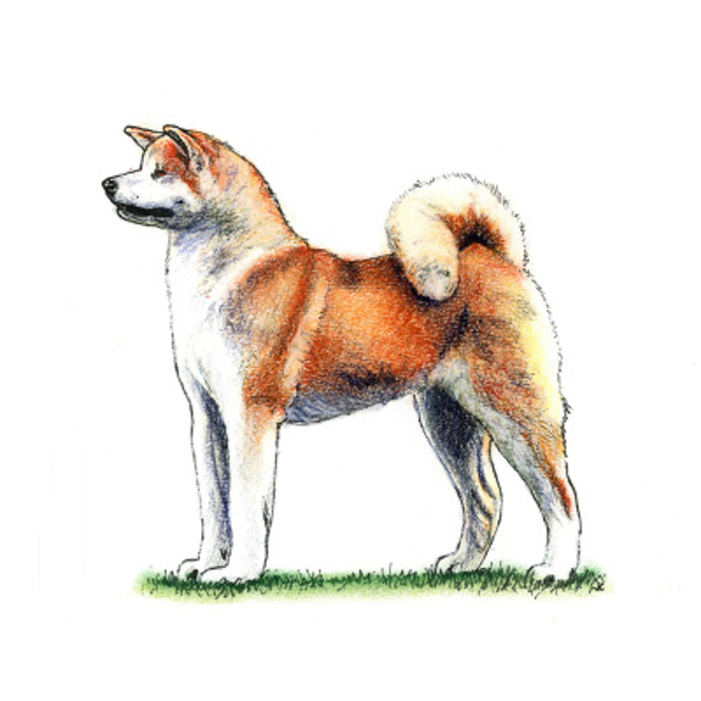 Japanese Akita Inu illustration