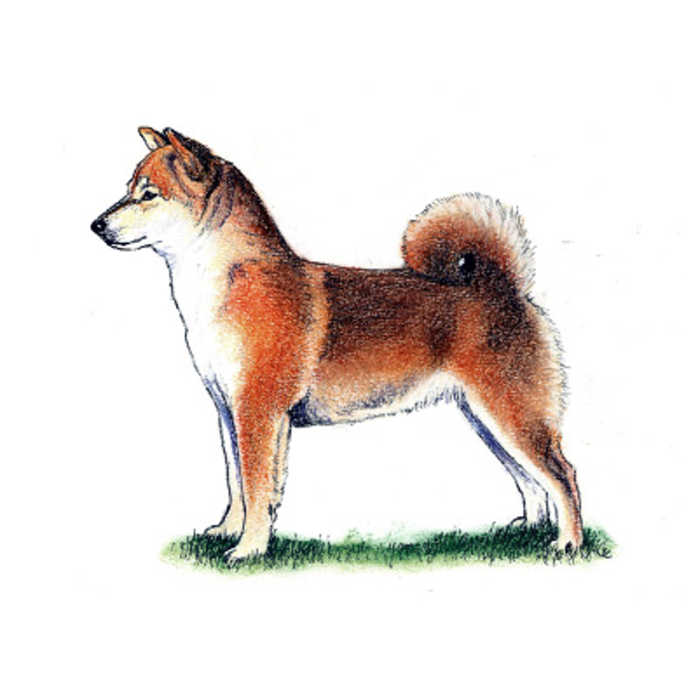 Japanese Shiba Inu illustration