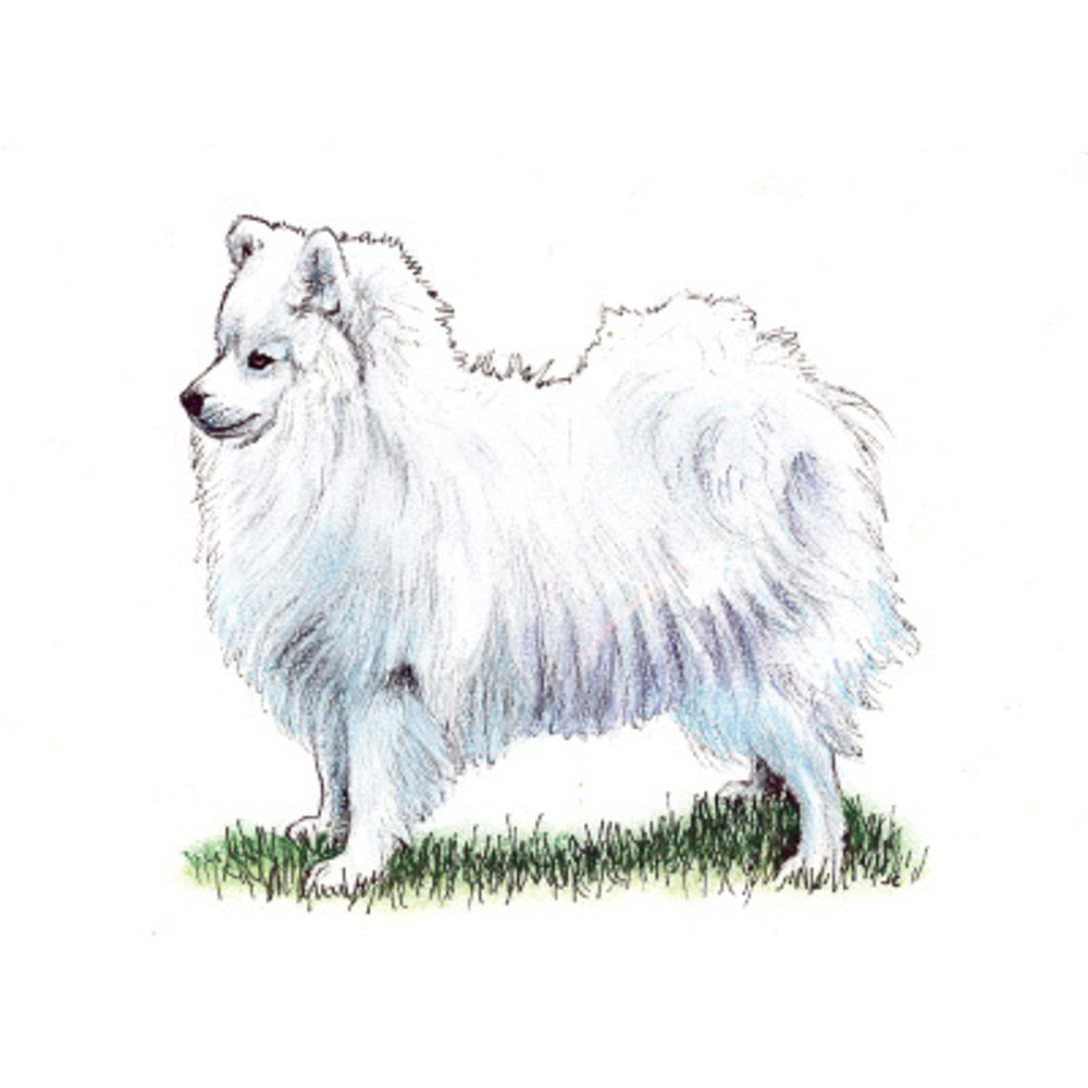 Japanese Spitz illustration