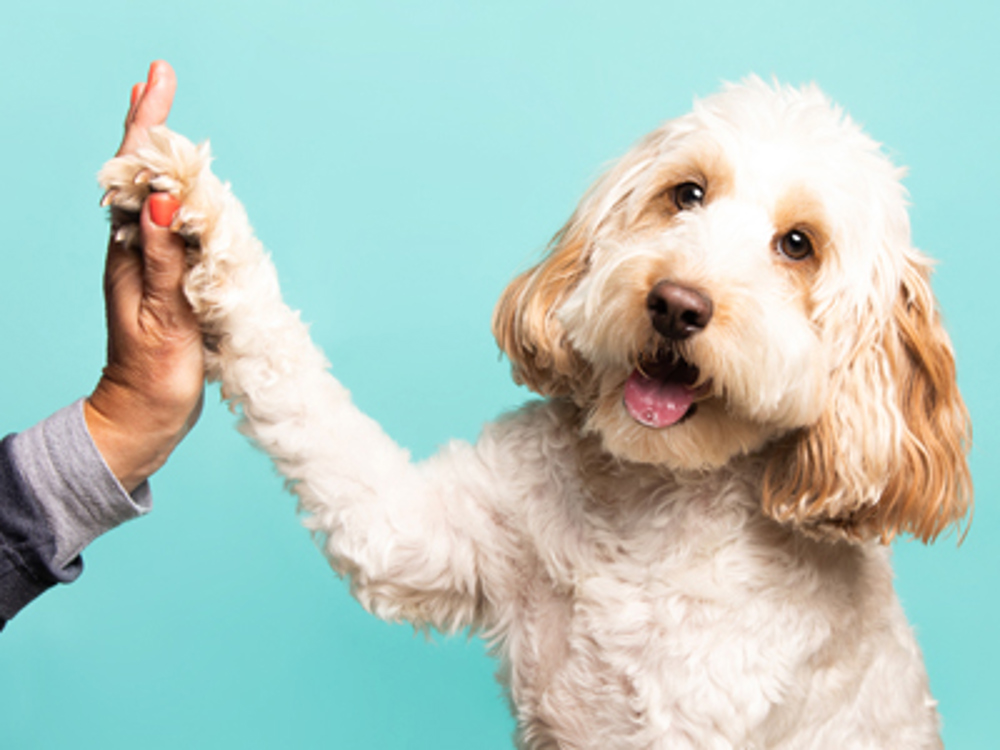 Dog giving a high five