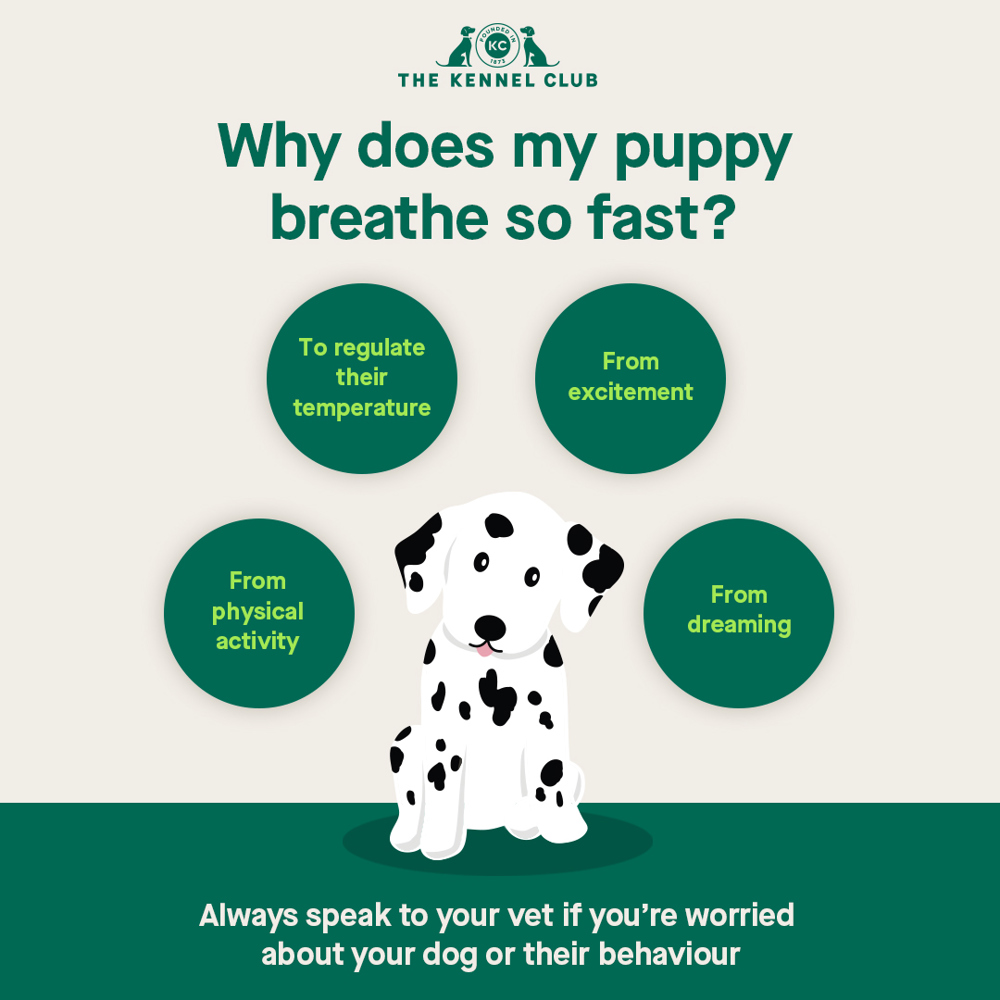 Why does my puppy breathe so fast infographic