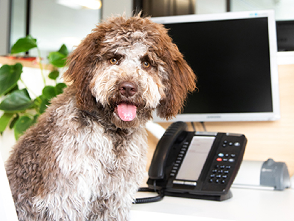 Dog sat at desk