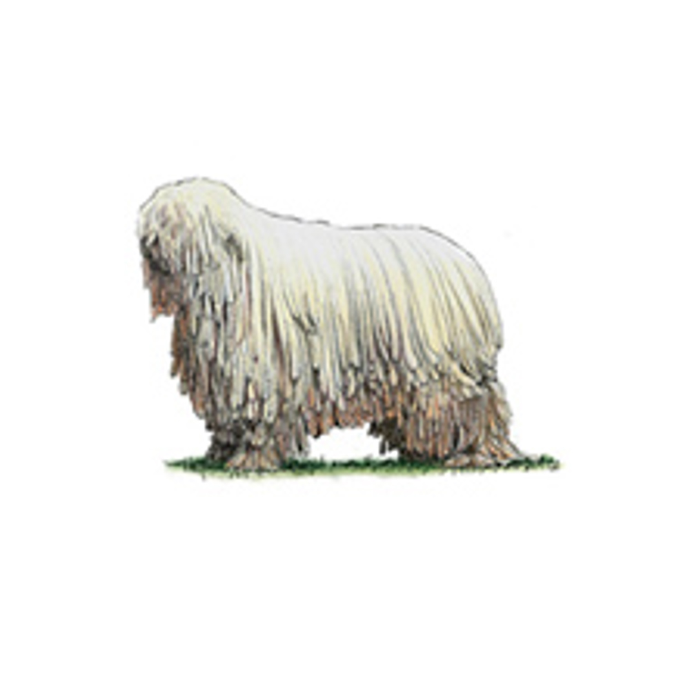 Komondor illustration