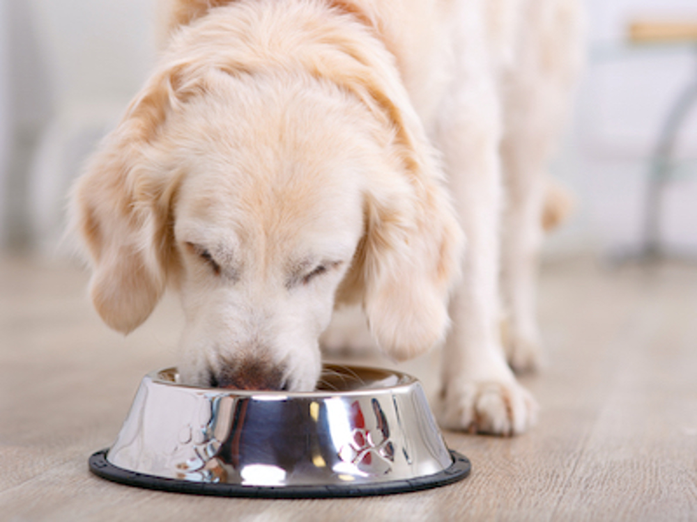 Labrador dog eating