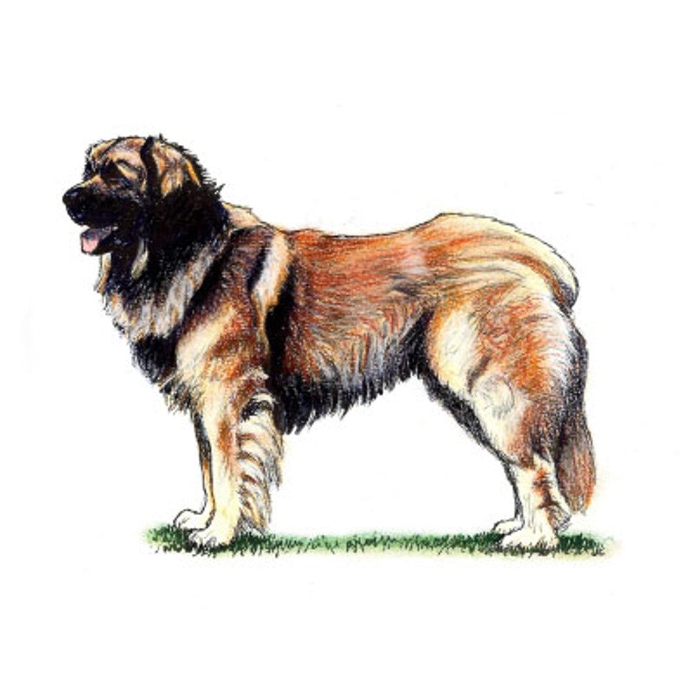 Leonberger illustration