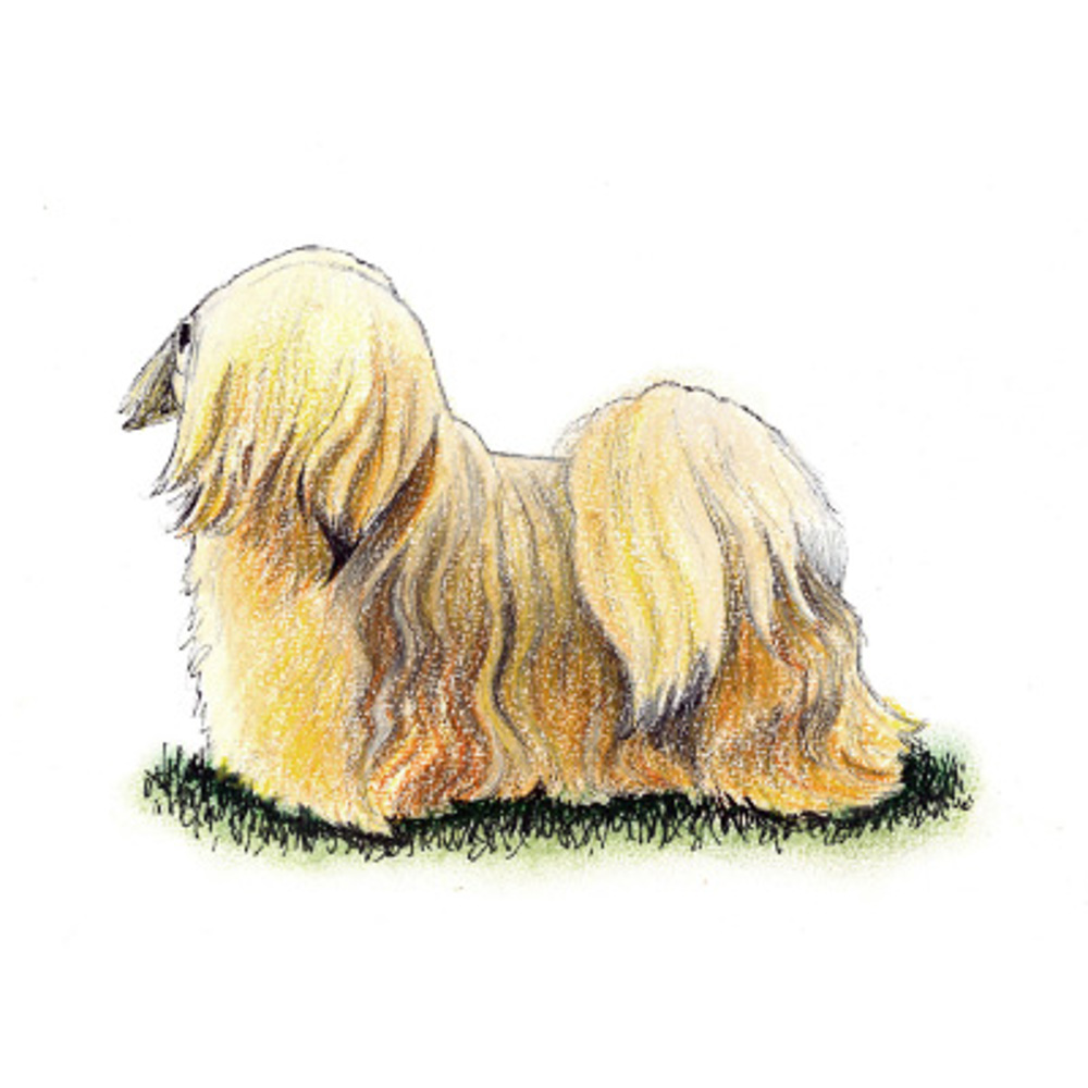 Lhasa Apso illustration