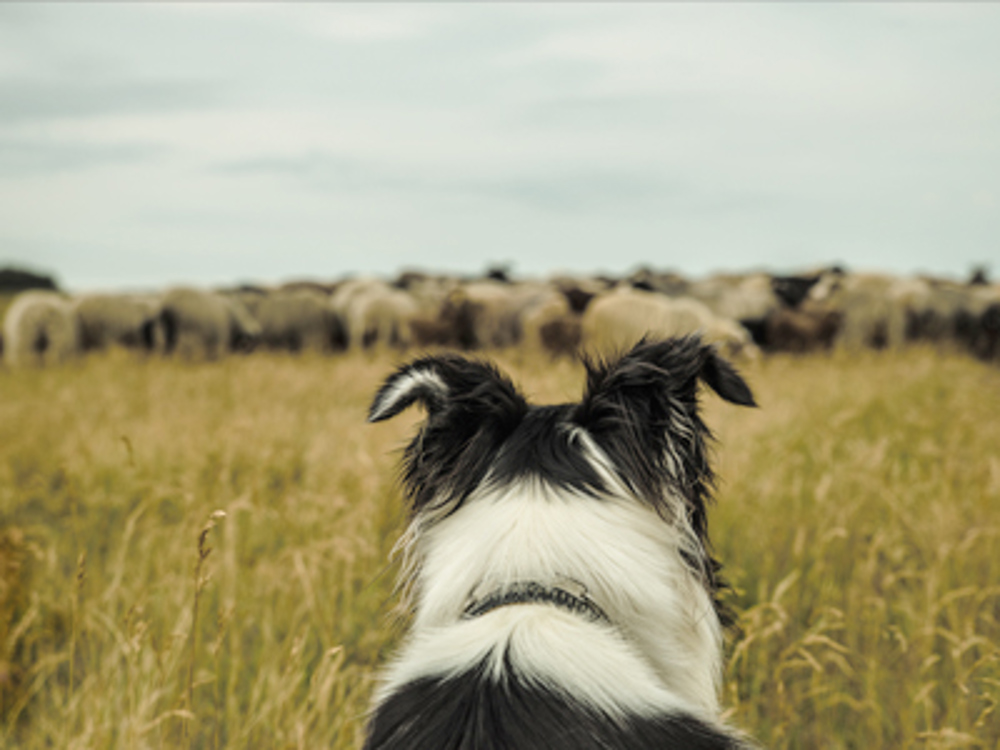 Dog in field of sheep