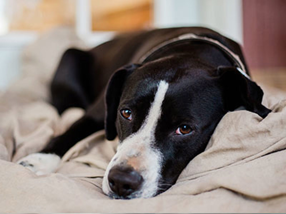 Dog laying down on bed