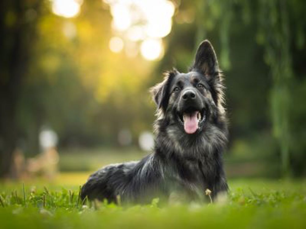 Dog in field